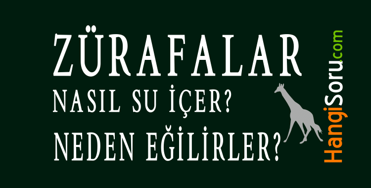 zurafalar nasil su icer neden egilirler